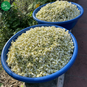 Cách chọn trà hoa sâm