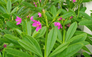 Trà hoa sâm đất