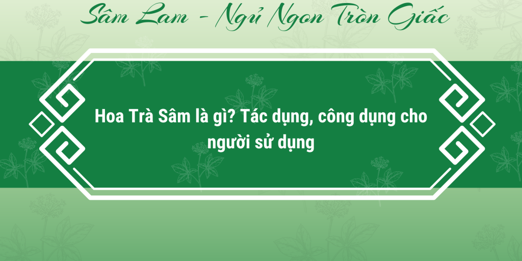 Hoa Trà Sâm là gì? Tác dụng, công dụng cho người sử dụng