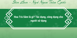 Hoa Trà Sâm là gì? Tác dụng, công dụng cho người sử dụng