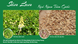 Thuong-hieu-sam-lam-chuyen-cung-cap-tra-hoa-sam