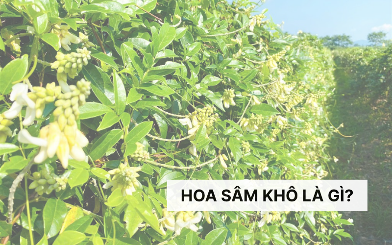 Tìm hiểu về hoa sâm khô?