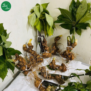 Các loại sâm Việt Nam