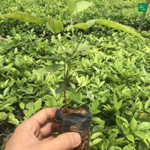 Cách trồng cây sâm nâm