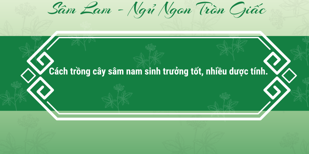 cách trồng cây sâm nam