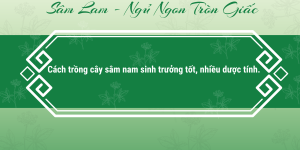 cách trồng cây sâm nam