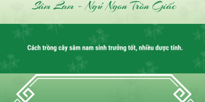 Cách trồng cây sâm nam