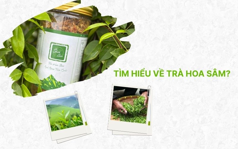 Tìm hiểu về trà hoa sâm?