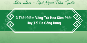 3 Thời Điểm Vàng Trà Hoa Sâm Phát Huy Tối Đa Công Dụng