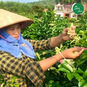Trà hoa sâm tặng biếu