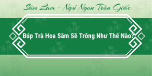 tra hoa sam