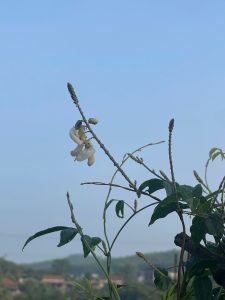 Búp trà hoa sâm trên đồi