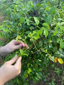 Búp trà hoa sâm trên đồi sẽ như thế nào ?